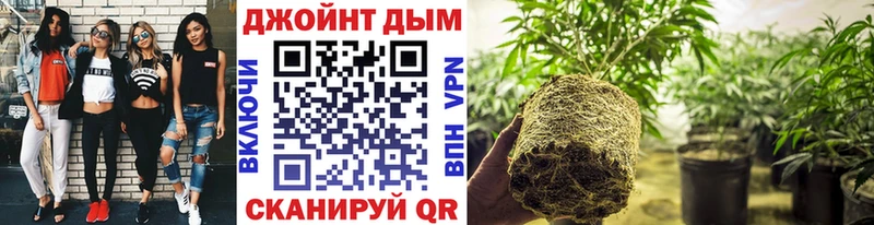 купить   Баксан  Канабис SATIVA & INDICA 